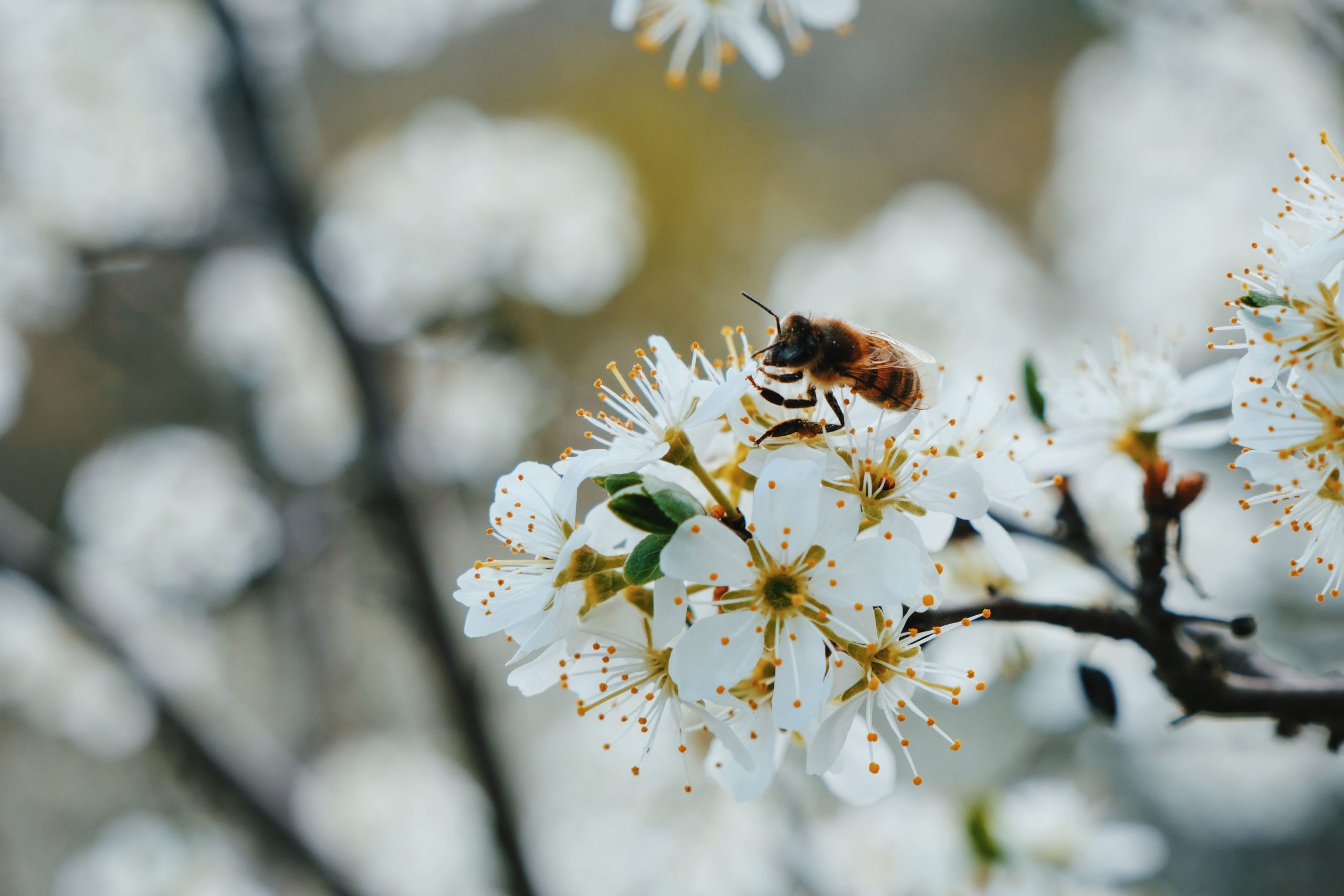 image bandeau abeille